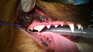 Dog's teeth after a teeth cleaning