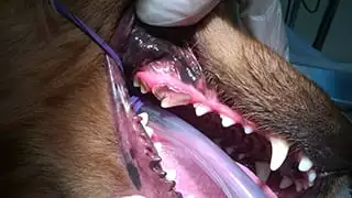 Cat and Dog Teeth Cleaning in Greenwood, IN
