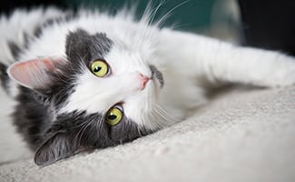 A beautiful white and gray cat laying on the floor looking at the camera.
