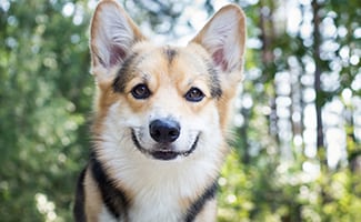 Dog breed Welsh corgi pembroke for a walk in the beautiful forest.