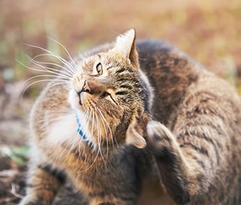Preventing parasites in dogs and cats