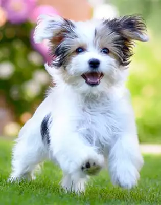 Happy dog playing outside and protected from parasites