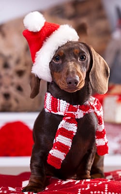 Dog dressed in a scarf and Santa hat: Holiday Pet Safety in Greenwood