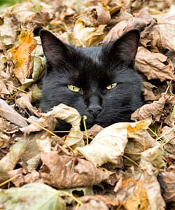 Fall & Halloween Pet Safety in Greenwood: A Black Cat Enjoying Hiding in the Autumn Leaves