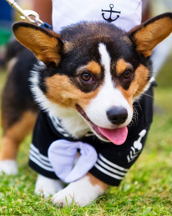 Fall & Halloween Pet Safety in Greenwood: A Corgi Dressed Up as a Sailor for Halloween Walks Around in Grass